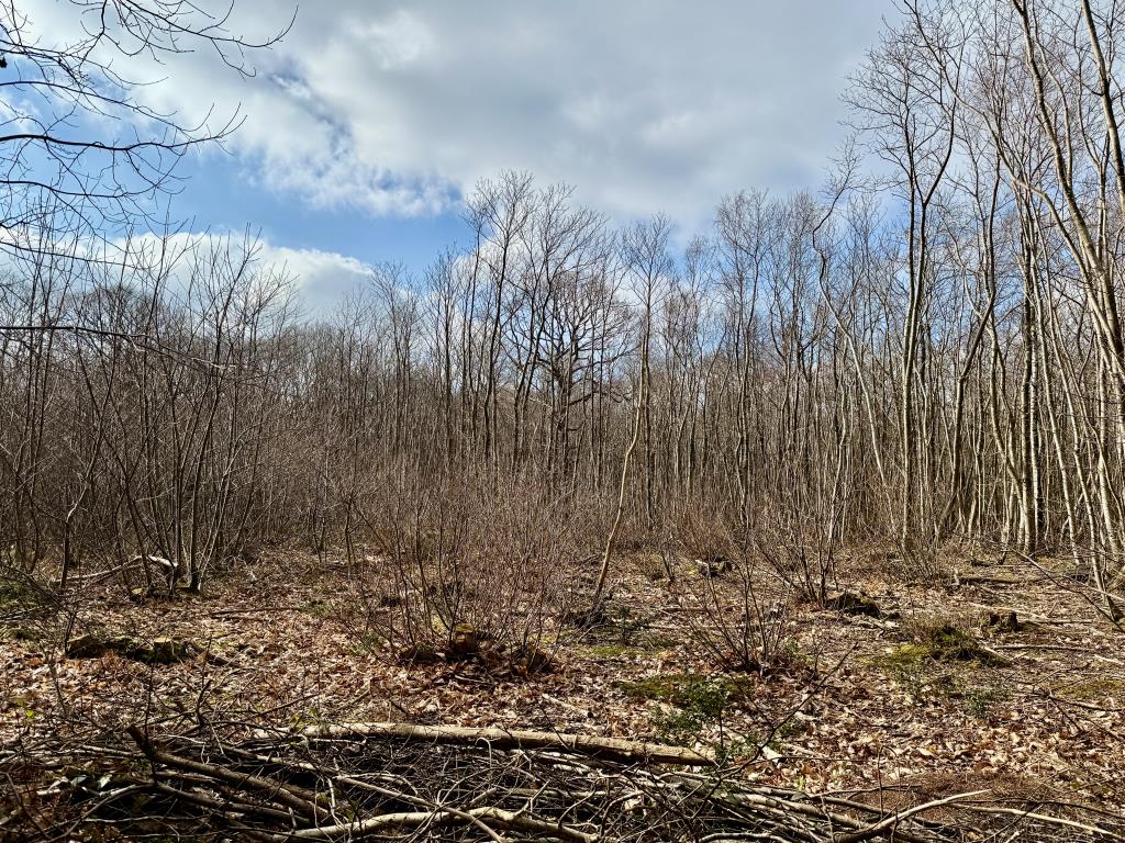 Lot: 2 - APPROX. 9.5 ACRES OF WOODLAND - Area of coppiced wood